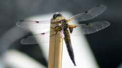 Vierfleck (Libellula quadrimaculata) 04.06.2019