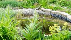 Unser Gartenteich am 19.06.2019