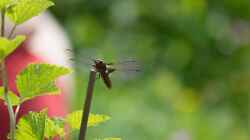 Plattbauch - Libellula depressa Männchen an seinem ´Hochstand´ 20.05.2018