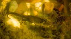 Bergmolch  (Ichthyosaura alpestris) 10.04.2020