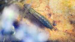 Vermutlich Larve der Großen Königslibelle ca. 3,5 cm lang 10.04.2020