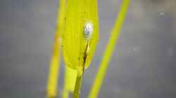 Gemeine Streckerspinne ((Tetragnatha extensa) mit Kokon 16.07.2019