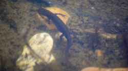 Teichmolch (Lissotriton vulgaris) jagend 10.04.2020