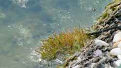 Nadelsimse (Eleocharis acicularis)