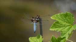 Plattbauch - Libellula depressa Männchen 20.05.2018