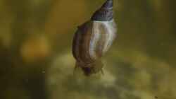 Großes Exemplar der Schlammspitz Schnecke 11.05.2019