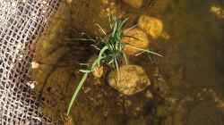 Sumpfgladiole (Schizostylus coccinea ´Mrs. Hegarty´)