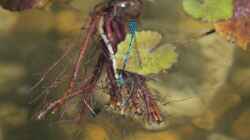 Hufeisen-Azurjungfer - Coenagrion puella Paarung 20.05.2018