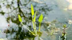 Herzblättriges Hechtkraut (Pontederia cordata) 19.06.2019