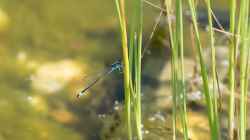 Große Pechlibelle (Ischnura elegans)