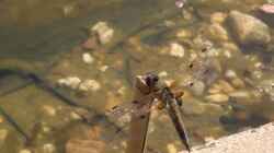 Vierfleck (Libellula quadrimaculata) 01.06.2019