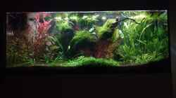 Aquarium Nanozonas