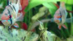 Besatz im Aquarium Nanozonas