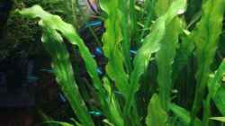 Echinodorus martii (major) 