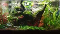 Aquarium Nanozonas