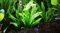 Echinodorus martii (major)  eingesetzt am 1.Juli 2019
