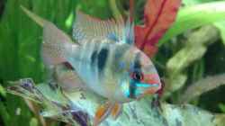 Besatz im Aquarium Nanozonas