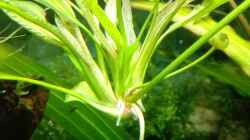 Echinodorus uruguayensis Ableger