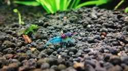 Besatz im Aquarium Nanozonas
