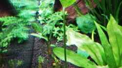 Echinodorus palaefolius eingesetzt am 1.Juli 2019