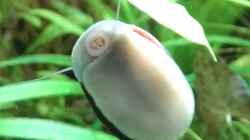 Neritina pulligera von plantar 