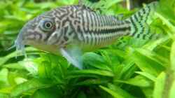 Corydoras julii