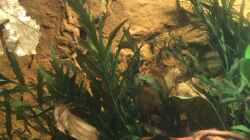 Bolbitis heudelotii