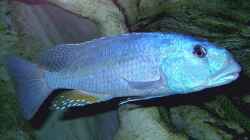 Aristochromis christyi