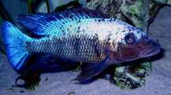 Fossorochromis rostratus WF