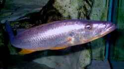 Rhamphochromis sp. ferox yellow fin WF / Bock