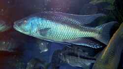 Champsochromis spilorynchus