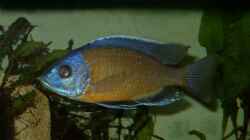 Besatz im Aquarium Becken 412