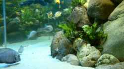 Dekoration im Aquarium Becken 412