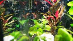Aquarium Gesellschaftsbecken