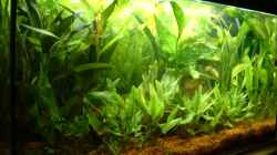 Pflanzen im Aquarium Becken 4129