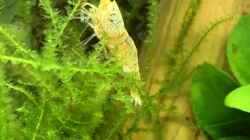 Besatz im Aquarium Becken 41327