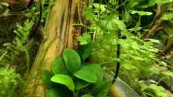 Besatz im Aquarium Becken 41327