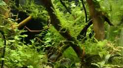 Pflanzen im Aquarium Becken 41327