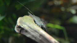 Caridina multidentata