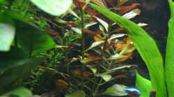 Ludwigia repens Rubin