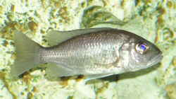Scienochromis Fryeri W