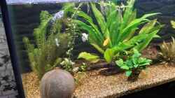 Ausschnitt meines Aquariums