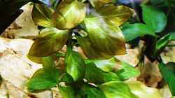 Ludwigia sp. ´Atlantis´