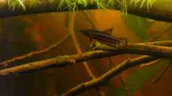 Besatz im Aquarium Artbecken für Betta tussyae