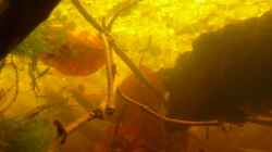 Aquarium Artbecken für Betta tussyae