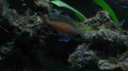 Besatz im Aquarium Becken 4210