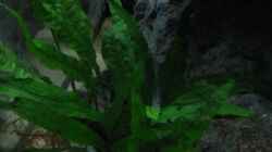 Microsorum pterosum