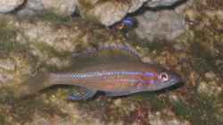 Besatz im Aquarium Becken 4210