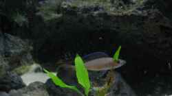 Besatz im Aquarium Becken 4210