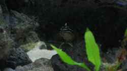 Besatz im Aquarium Becken 4210